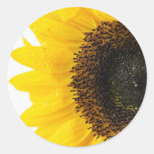 Adesivo Feche acima da imagem do girassol