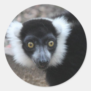 Adesivo Feche acima de um Lemur preto e branco de Ruffed