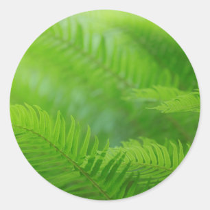 Adesivo Fecho da sword fern