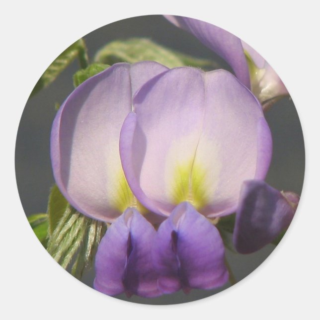 Adesivo Fecho da Wisteria Roxa (Frente)