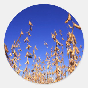 Adesivo Feijões de soja