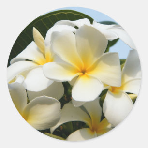 Adesivo Felicidade do Frangipani