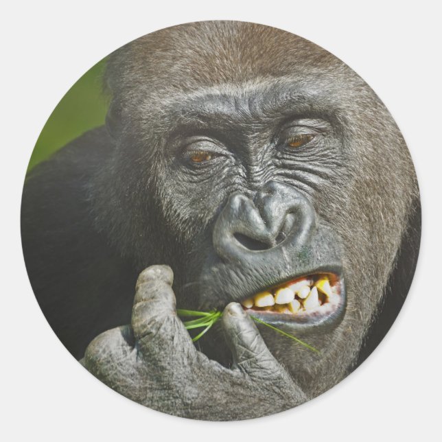 Adesivo Feliz ano novo da Astrologia dos Monkey Gorilla (Frente)