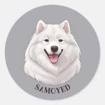 Feliz Cão Branco Samoado