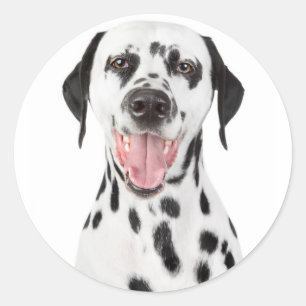 Adesivo Feliz cão Dalmágico Saudação