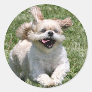 Adesivo Feliz corrida Shih Tzu