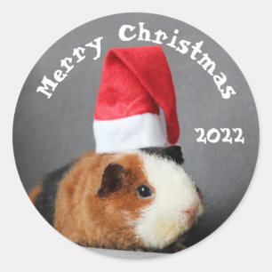 Adesivo Feliz Natal Guiné Porco em um Chapéu Santa