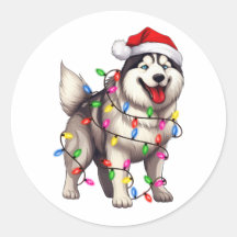 Feliz Natal Siberiano Husky com Santa Hat