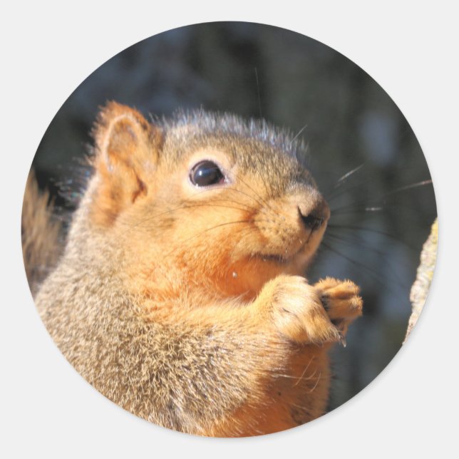 Adesivo Felpudo (Frente)