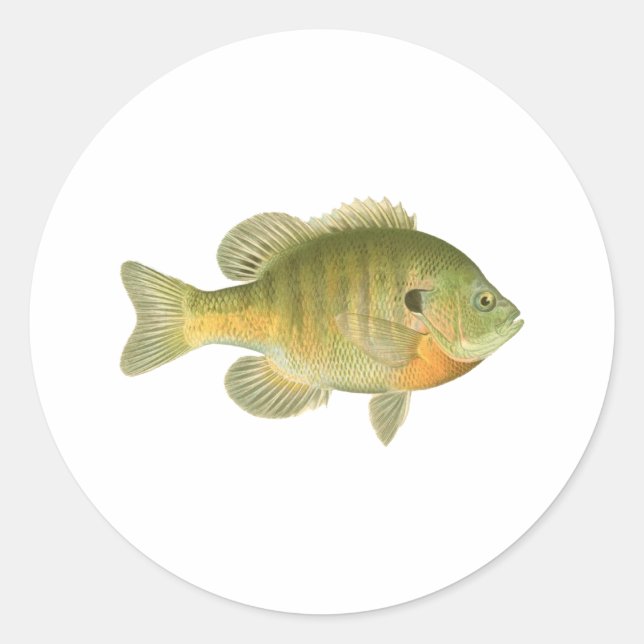 Adesivo Female Bluegill - Bream - Peixe-Sol (Frente)