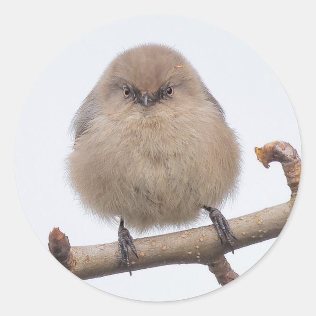 Adesivo Fêmea Bushtit na árvore genealógica (Frente)