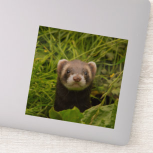 Adesivo Ferret castanho na foto da grama