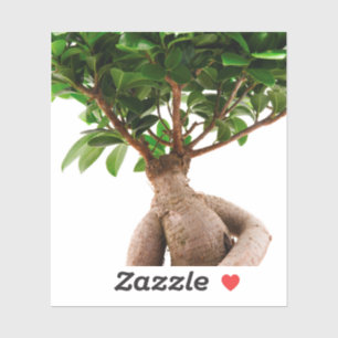 Adesivo Ficus Ginseng