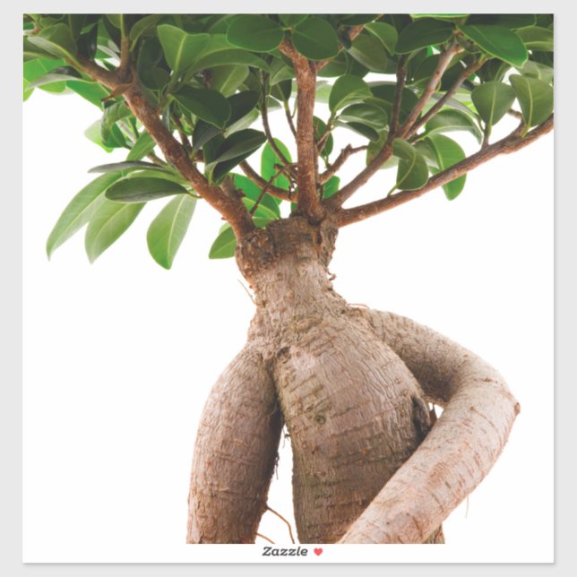 Adesivo Ficus Ginseng (Folha)