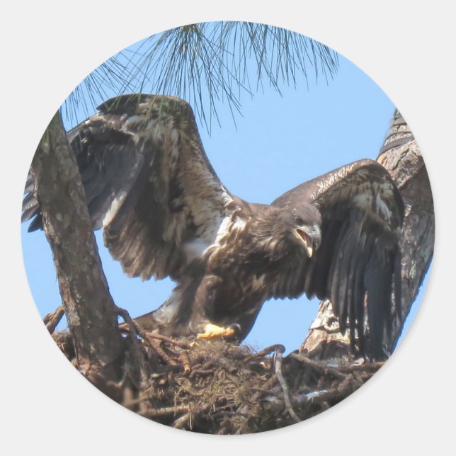 Adesivo Fierce Young Eagle Stickers (Frente)