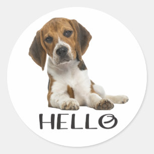 Adesivo Filhote de Beagle Fofo Olá Pensando em Você Amizad