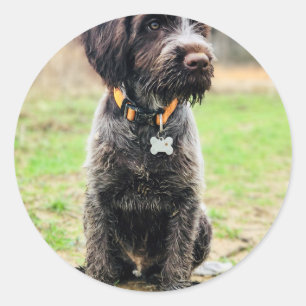 Adesivo Filhote de cachorro apontar Griffon Wirehaired