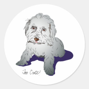 Adesivo Filhote de cachorro bonito de Maltipoo
