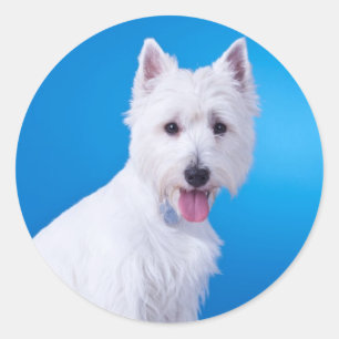 Adesivo Filhote de Cachorro Branco do West Highland