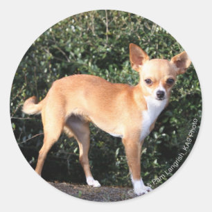 Adesivo Filhote de cachorro da chihuahua do Teacup