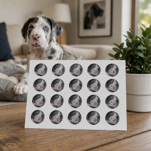 Adesivo Filhote de cachorro de great dane dos olhos azuis
