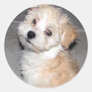 Adesivo Filhote de cachorro de Havanese