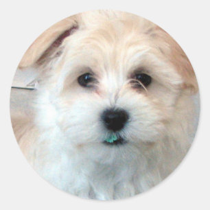 Adesivo Filhote de cachorro de Havanese - salvamento