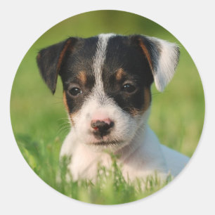 Adesivo Filhote de cachorro de Jack Russell Terrier