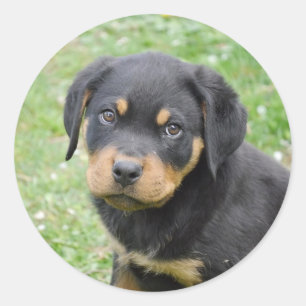 Adesivo Filhote de cachorro de McDogface Rottweiler do