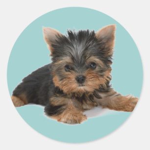 Adesivo Filhote de cachorro de Yorkie