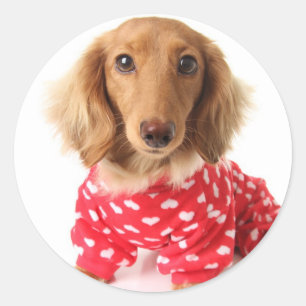 Adesivo Filhote de cachorro do Dachshund que veste o