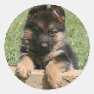 Adesivo Filhote de cachorro do german shepherd
