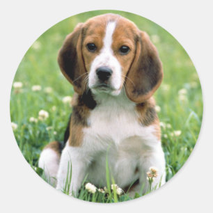 Adesivo Filhote de cachorro do lebreiro