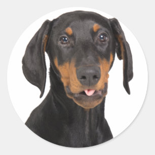 Adesivo filhote de cachorro do pinscher do doberman
