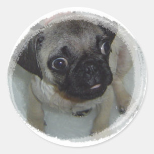 Adesivo Filhote de cachorro do Pug
