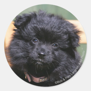 Adesivo Filhote de cachorro preto de Pomeranian