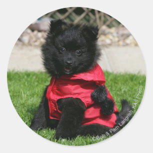 Adesivo Filhote de cachorro preto de Pomeranian que olha a