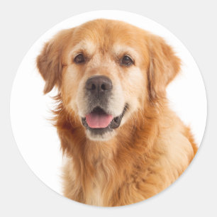 Adesivo Filhote de Cachorro Retriever Dourado - Olá Amor