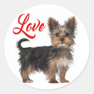Adesivo Filhote de cachorro Yorkshire Terrier Amor Vermelh