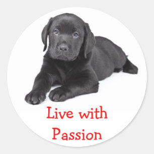 Adesivo Filhote de Labrador Retriever Vive Com Paixão Ades