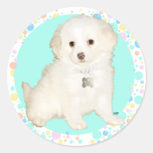 Adesivo Filhote de Poodle / Bichon Mix Celebra a Vida