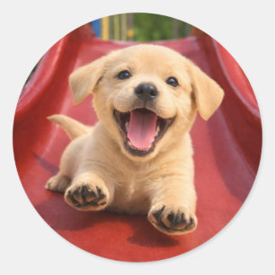 Adesivo Filhote Feliz de Labrador Amarelo Deslizando num e