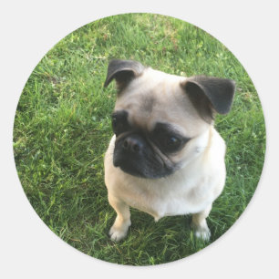 Adesivo Filhote Pug