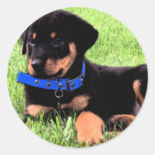 Adesivo filhotes de cachorro do rottweiler