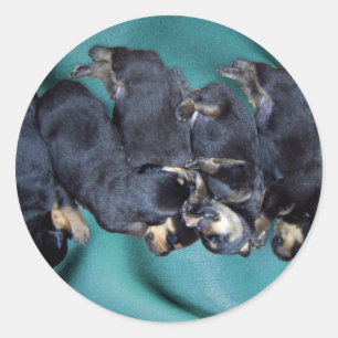 Adesivo filhotes de cachorro do rottweiler do sleepyhead