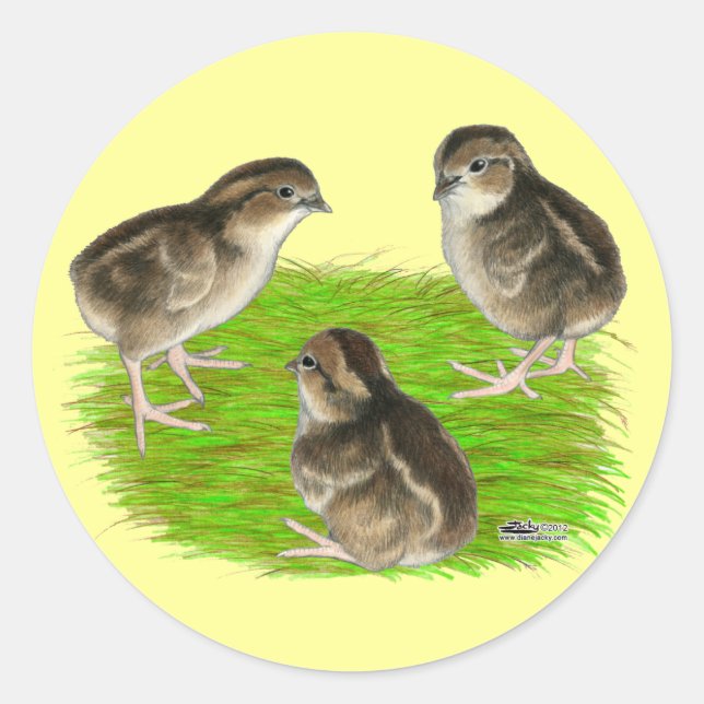 Adesivo Filhotes de Codorna Bobwhite (Frente)