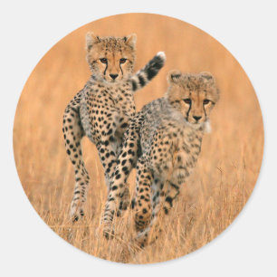 Adesivo Filhotes de Guepardos (Acinonyx Jubatus) Correndo