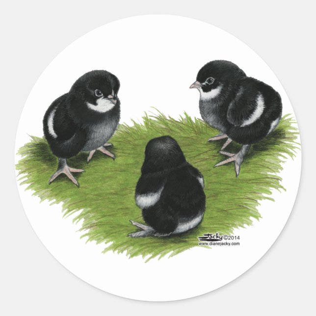 Adesivo Filhotes de Marans Preto Cobre (Frente)