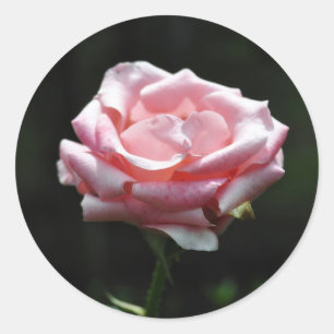 Adesivo Fim-acima bonito do rosa do rosa