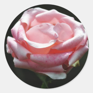 Adesivo Fim-acima do rosa do rosa
